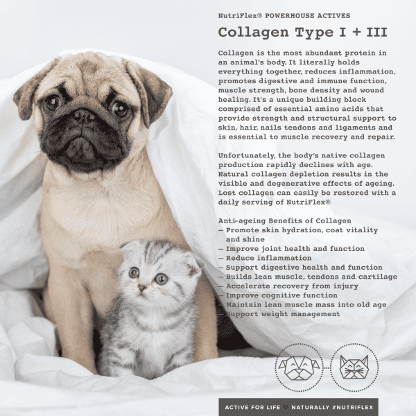 Collagen For Pets