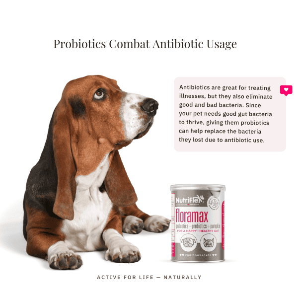 Floramax Probiotic For Dogs And Cats Basset Hound Laying On Floor