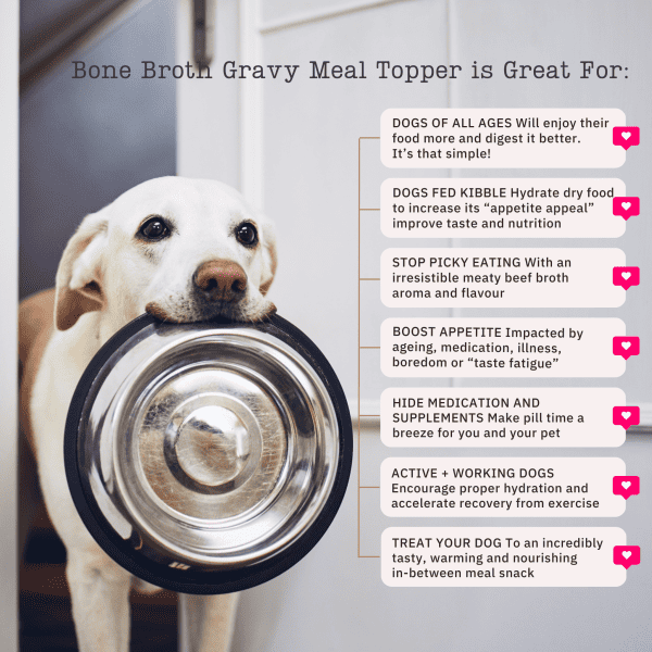 Nutriflex Gravy Meal Topper For Dogs 180G - Bone Broth For Pets - Who Is It For?