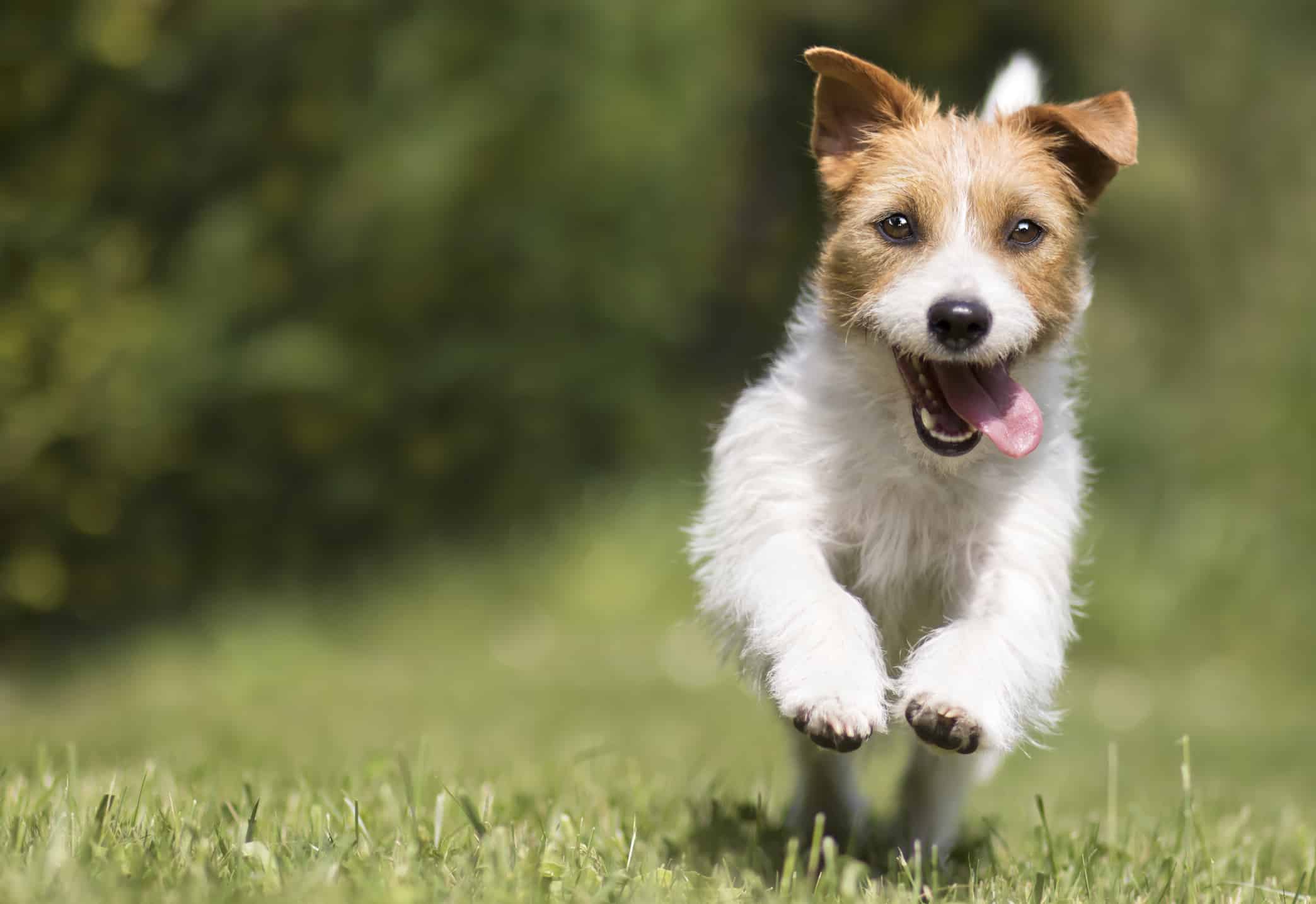 Dog-Supplements-Funny-Playful-Happy-Smiling-Pet-Dog-Puppy-Running-Jumping-In-The-Grass