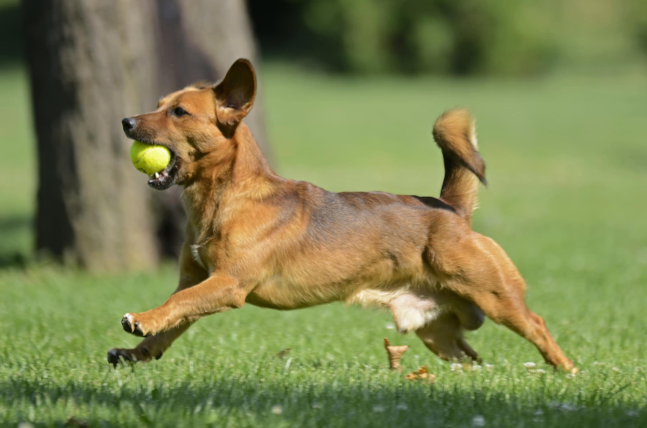 Dog-Supplements-Happy-Dog-With-Ball