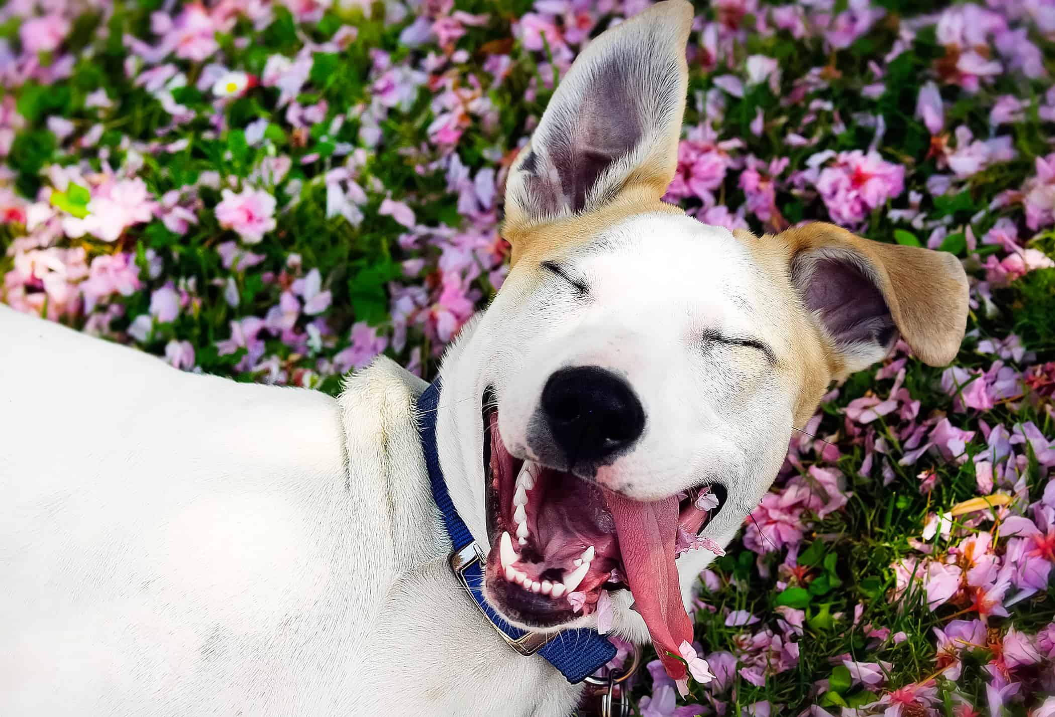Dog-Supplements-Smiling-Dog