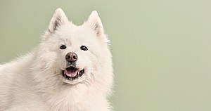 Probiotics For Dogs White Dog Infront Of Green Painted Wall
