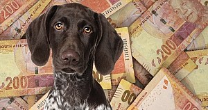 Probiotics For Dogs Dog With South African Rands