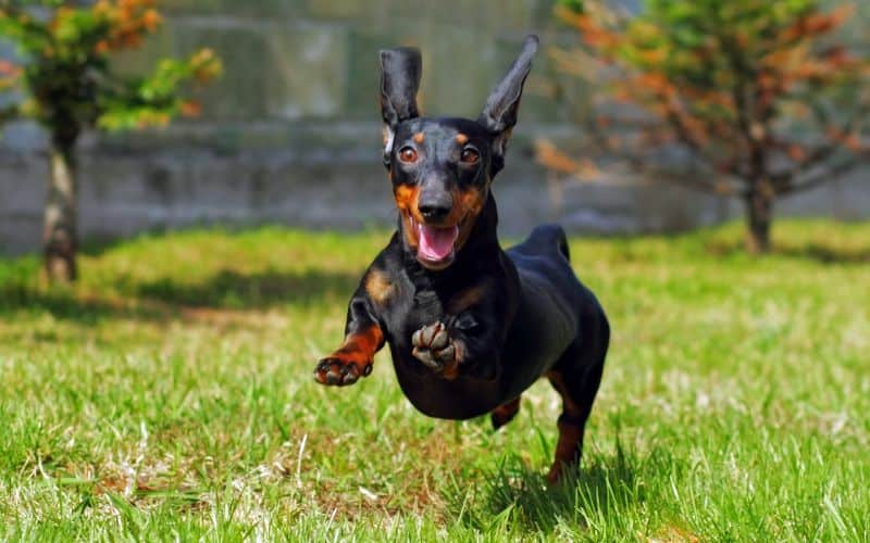 Dog-Joint-Care-Happy-Dog-German-Haired-Dwarf-Dachshund-Playing-In-The-Back-Yard-Min