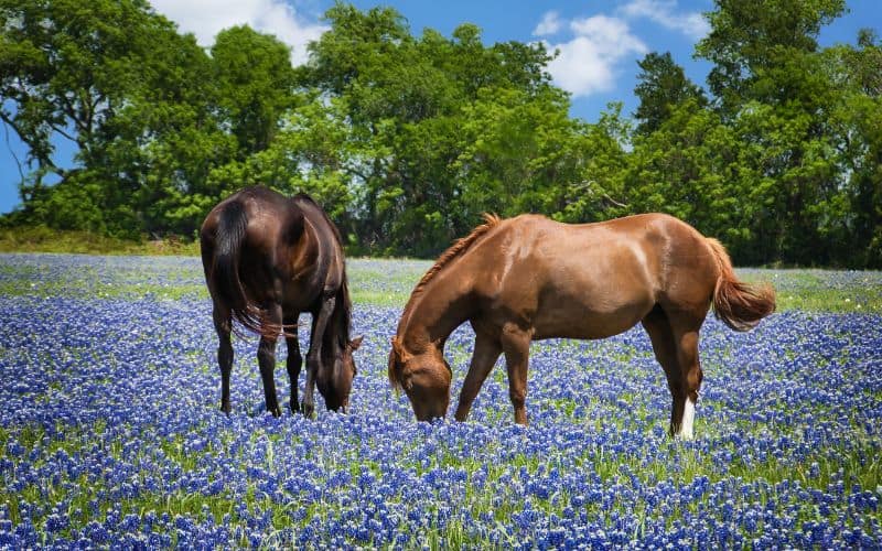 Horse-Supplements-Healthy-Horses-In-Field-Min