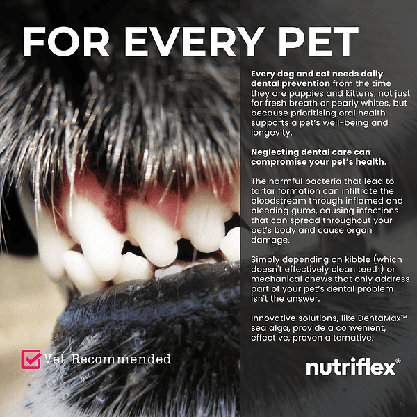 Close-Up Of A Dog'S Teeth With Text Emphasizing The Importance Of Daily Dental Prevention For Every Pet. Highlights Nutriflex Dentamax As A Vet-Recommended Solution For Reducing Plaque, Preventing Tartar, And Promoting Oral Health.