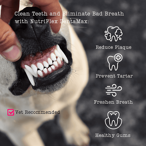 A Close-Up Of A Dog'S Teeth Being Examined By A Person'S Hand, Illustrating The Benefits Of Nutriflex Dentamax For Reducing Plaque, Preventing Tartar, Freshening Breath, And Promoting Healthy Gums.