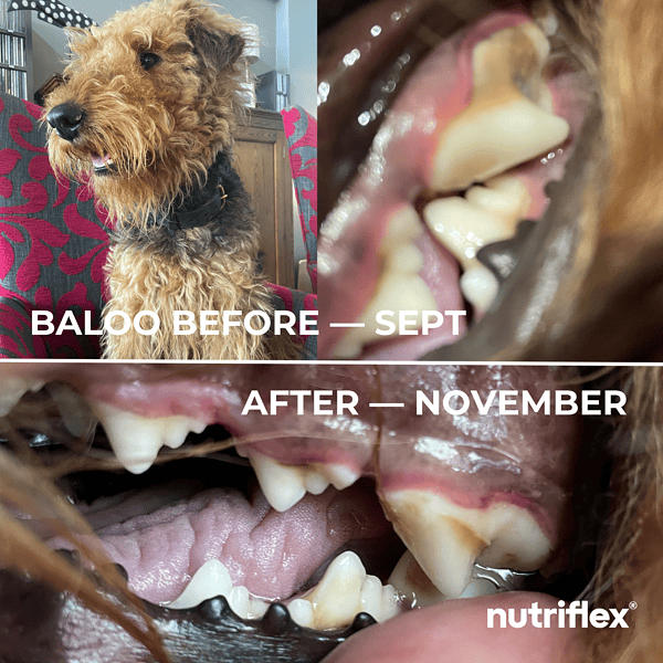 Comparison Image Of A Dog Named Baloo Before And After Using Nutriflex Dentamax Dental Powder. The Before Image From September Shows Teeth With Plaque And Tartar, While The After Image From November Shows Visibly Cleaner Teeth.