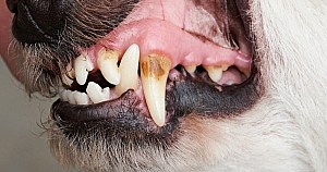 Ascophyllum Nodosum For Dogs And Cats Tartar Buildup On Dogs Teeth