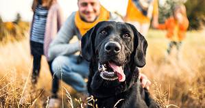 How To Remove Plaque Dog Dental Care Happy Black Labrador Enjoying Walk With Human Family