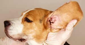 Ear Mites On Dogs Natural Home Remedies