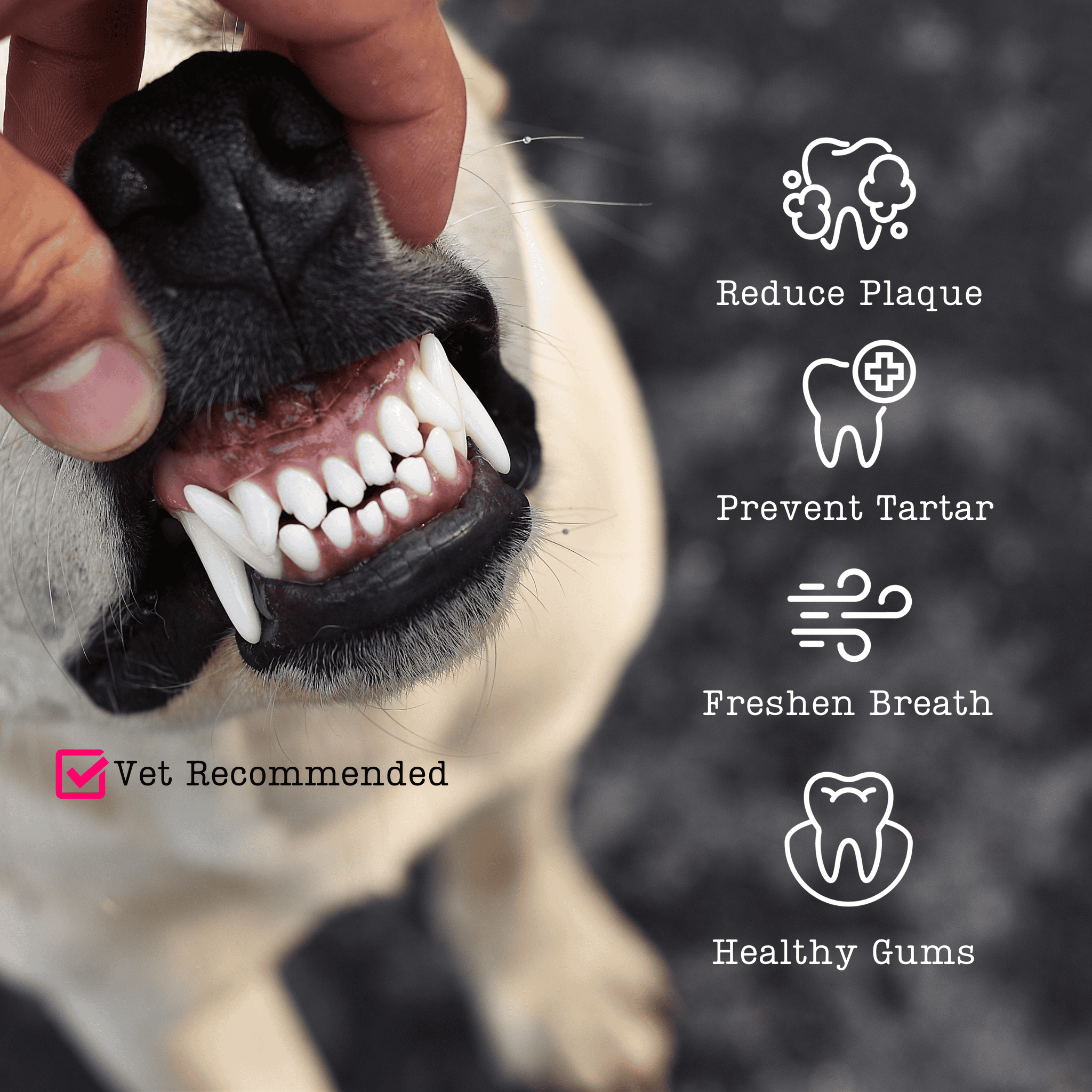 A Close-Up Of A Dog'S Teeth Being Examined By A Person'S Hand, Illustrating The Benefits Of Dentamax Dental Powder For Dogs And Cats Reducing Plaque, Preventing Tartar, Freshening Breath, And Promoting Healthy Gums.