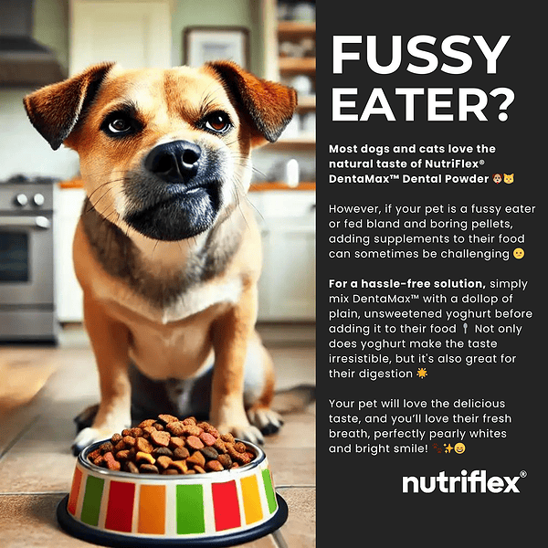 Dog Sitting In Front Of A Food Bowl With Text Describing How Nutriflex Dentamax Dental Powder Is A Tasty Solution For Fussy Eaters, Helps Reduce Plaque, Tartar, And Bad Breath, And Can Be Mixed With Plain Yogurt For Easier Consumption.